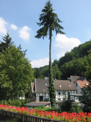 IMG_0241.JPG
